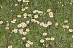 Oakleaf fleabane